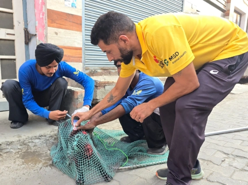 Worldwide Veterinary Services