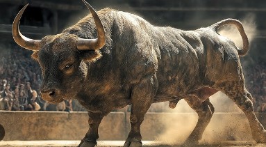 Bull