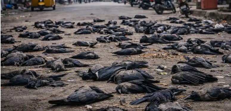 Bird flu