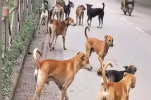 Street Dogs