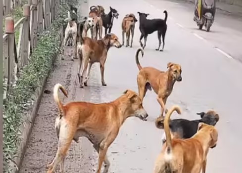 Street Dogs