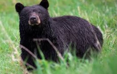 bear