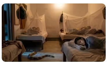 hostel Snake