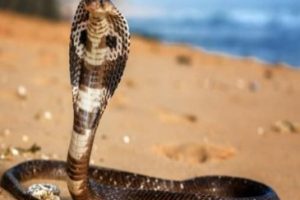 snake