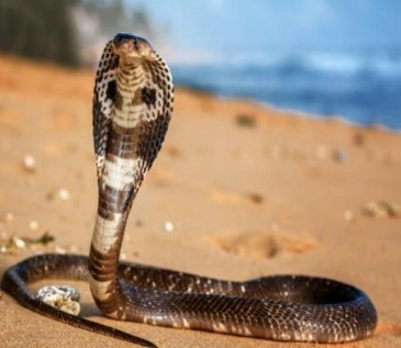 snake