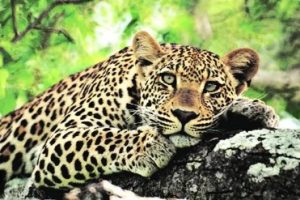 Leopard Attacked