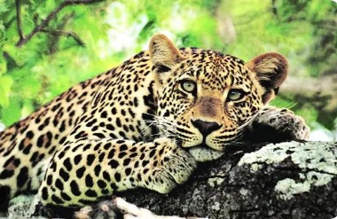 Leopard Attacked