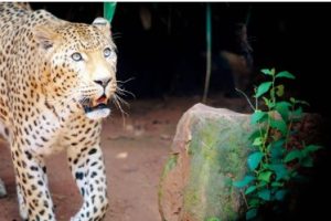 leopard attack