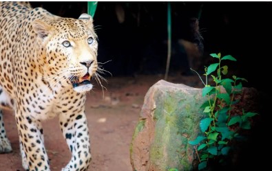 leopard attack
